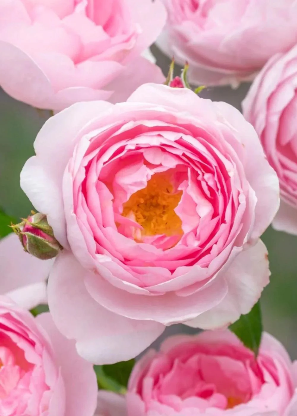 Scepter'd Isle Rose Bare Root (Archived)