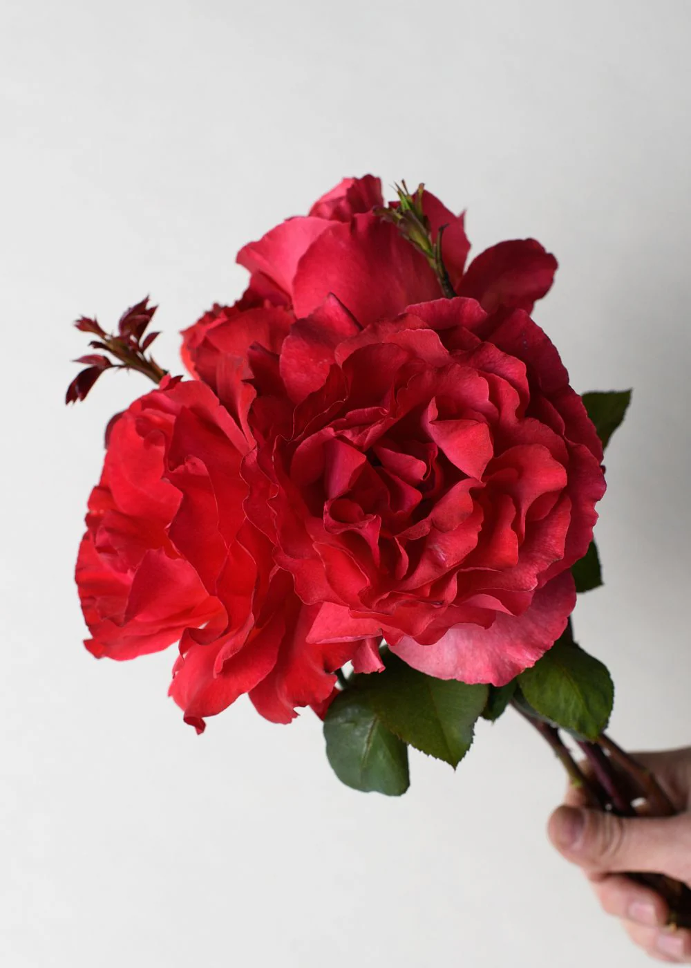 Sedona Rose Bare Root (Archived)
