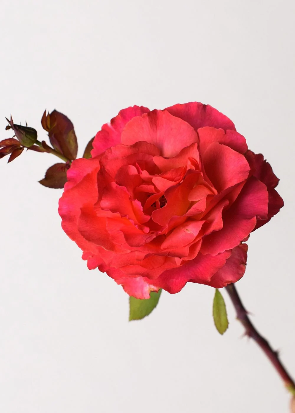 Sedona Rose Bare Root (Archived) - Image 2