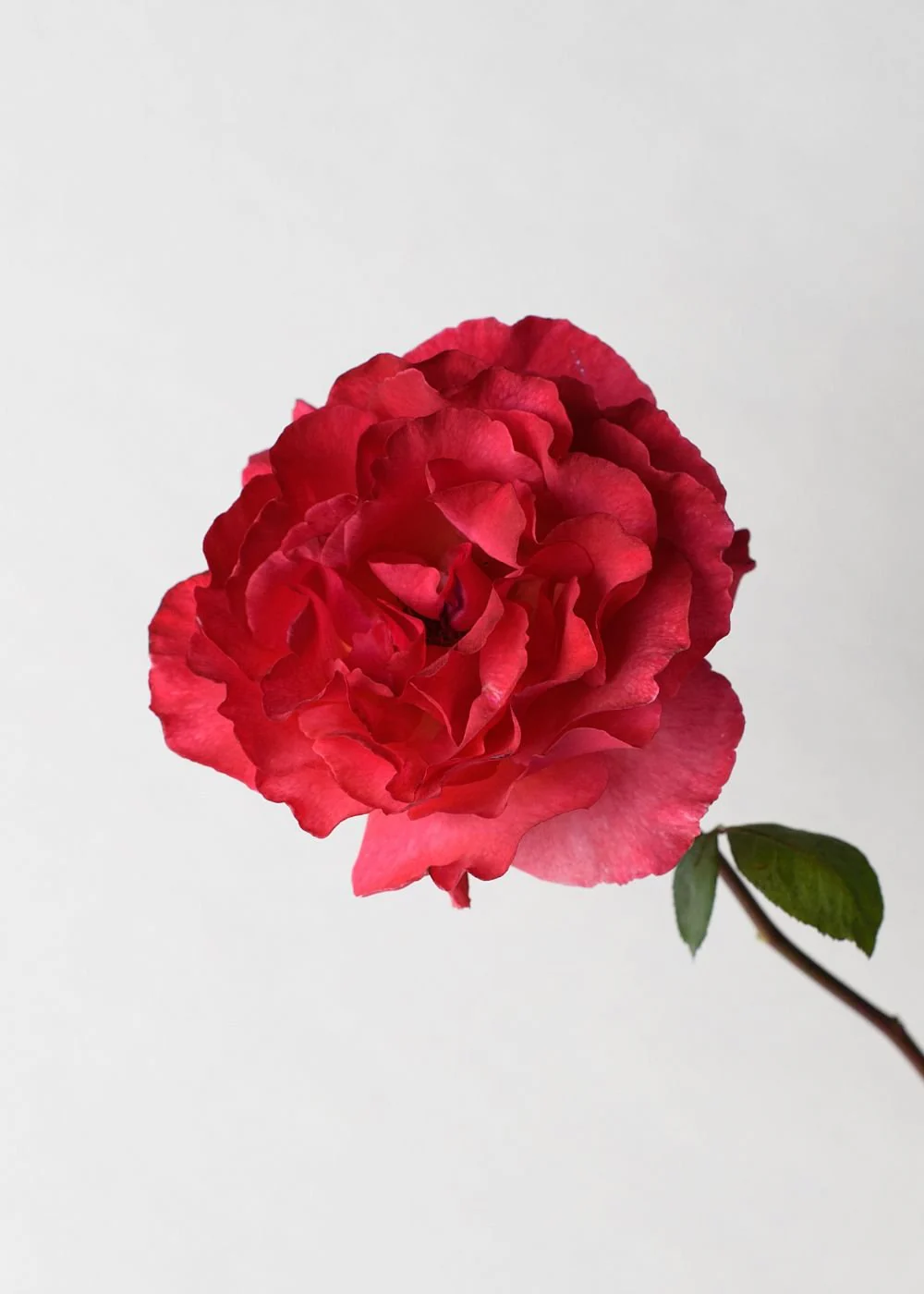 Sedona Rose Bare Root (Archived) - Image 3