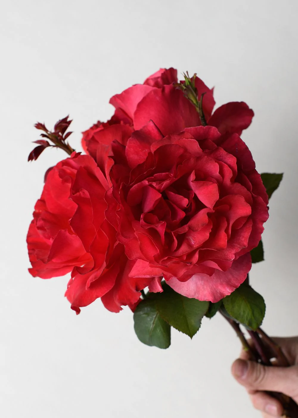 Sedona Rose Potted (Archived)