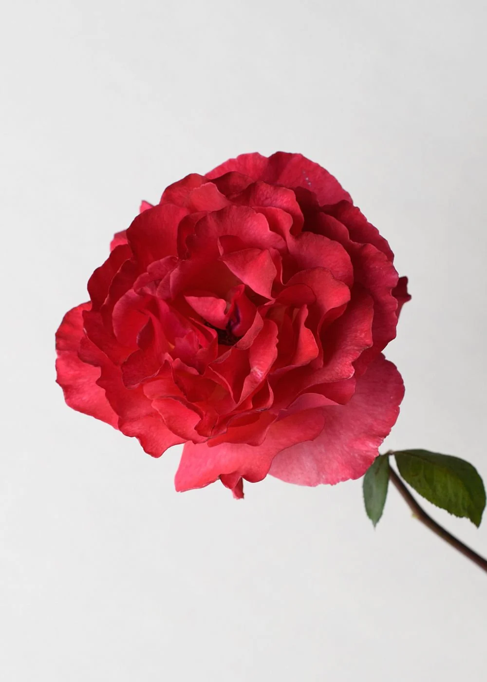 Sedona Rose Potted (Archived) - Image 2