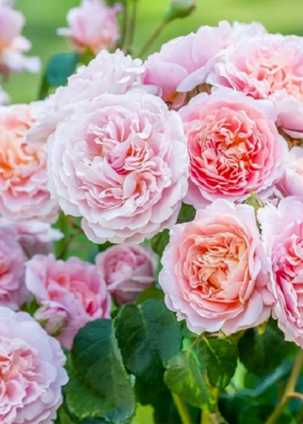 Silas Marner® Rose Potted (Archived)