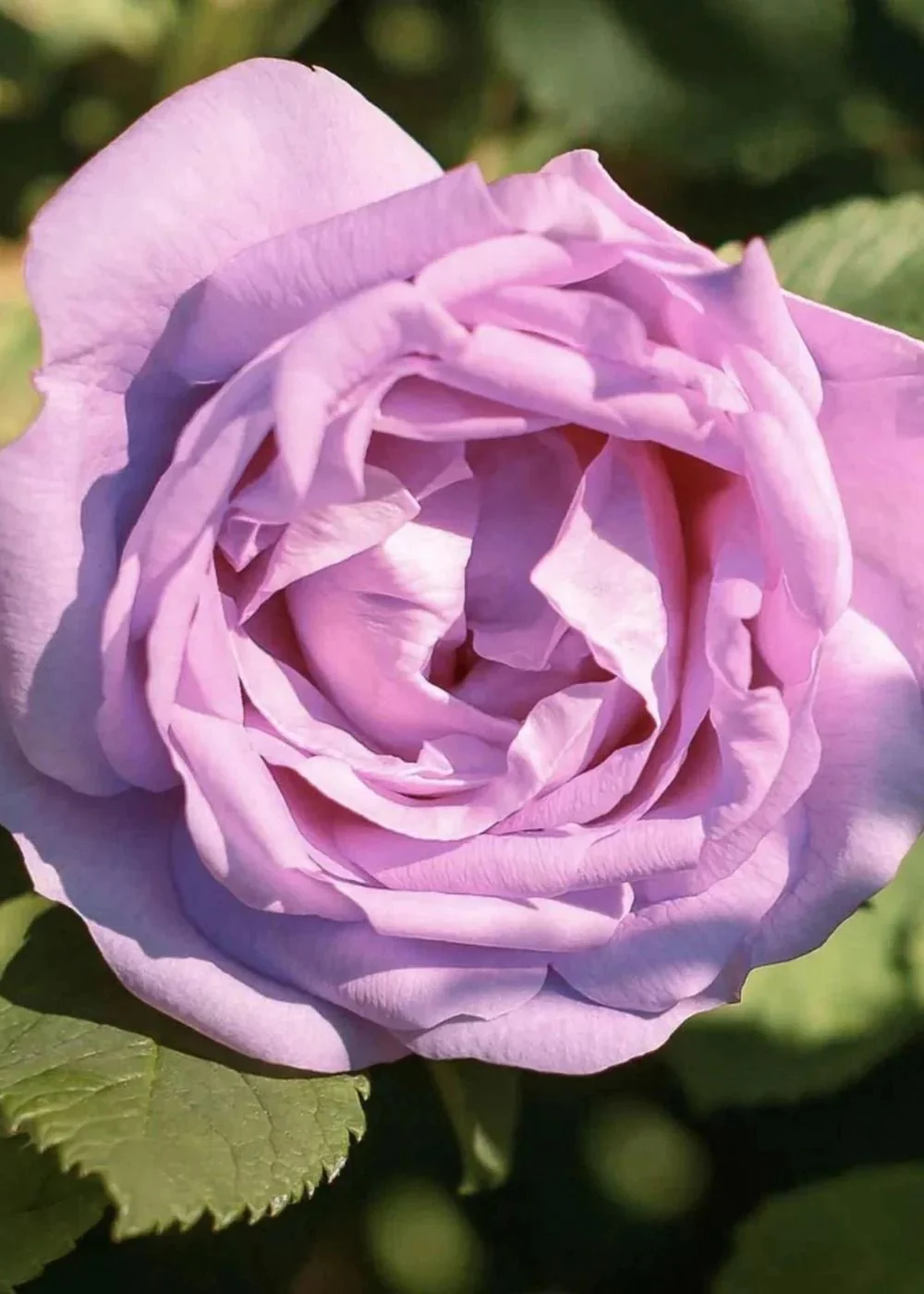 Silver Lining™ Rose Potted (Archived)