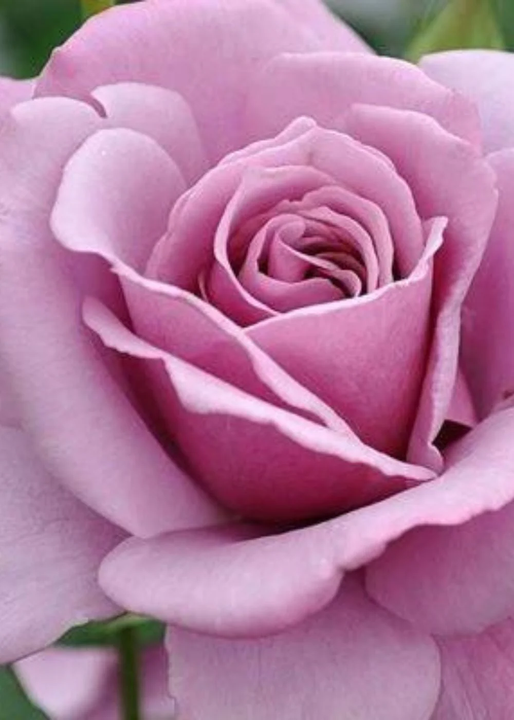 Silver Star Rose Bare Root (Archived)