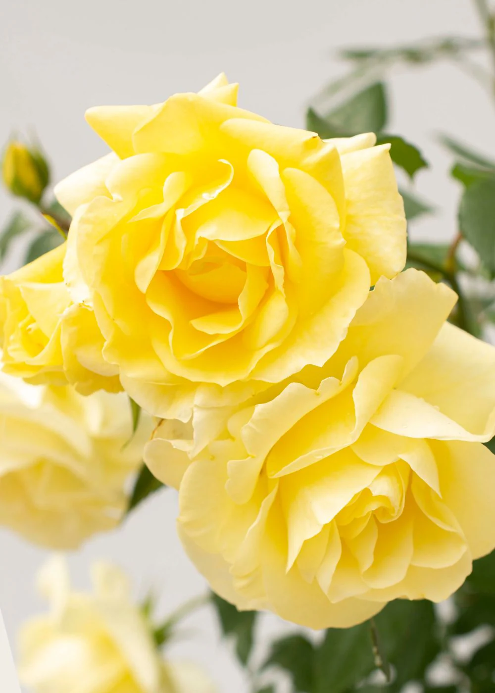 Simply Color Rose Bare Root (Archived)