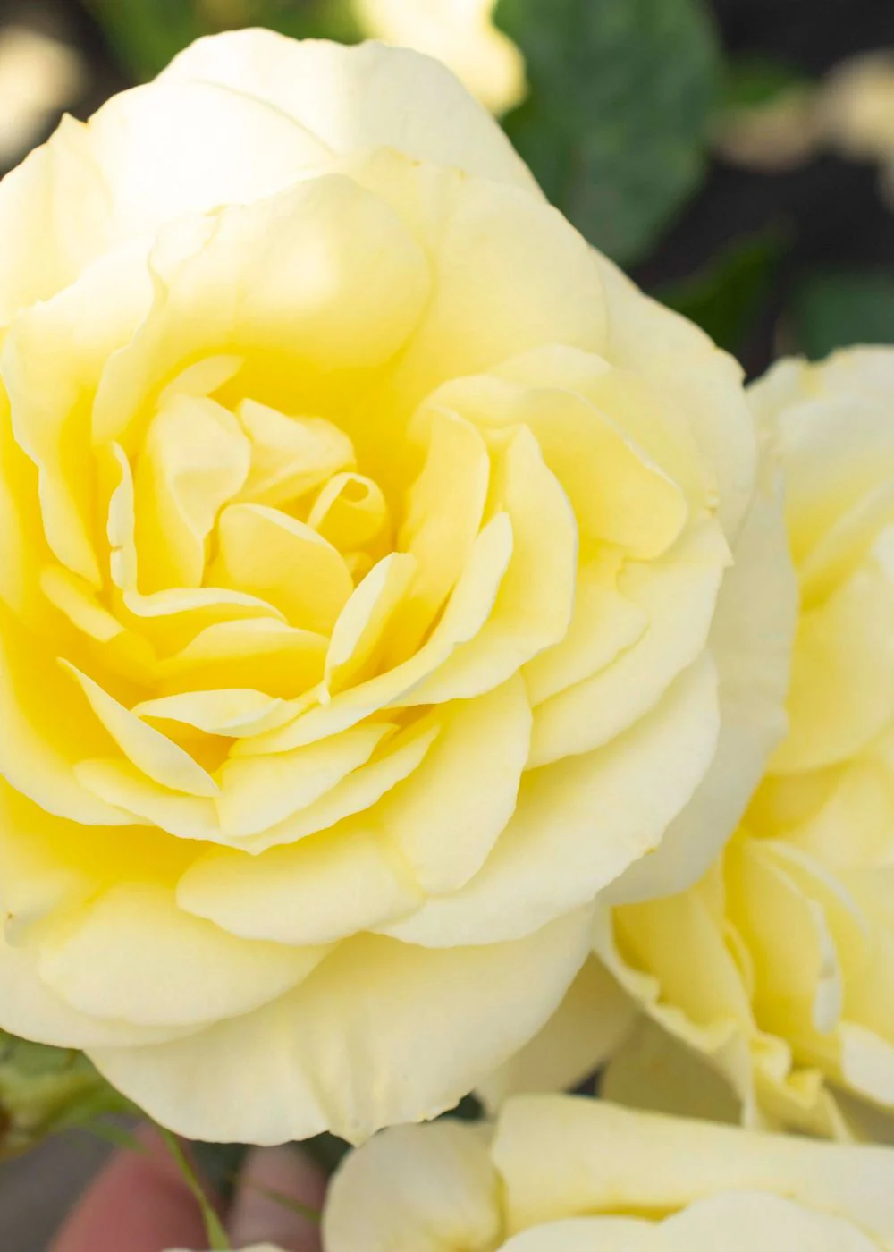 Simply Color Rose Bare Root (Archived) - Image 2