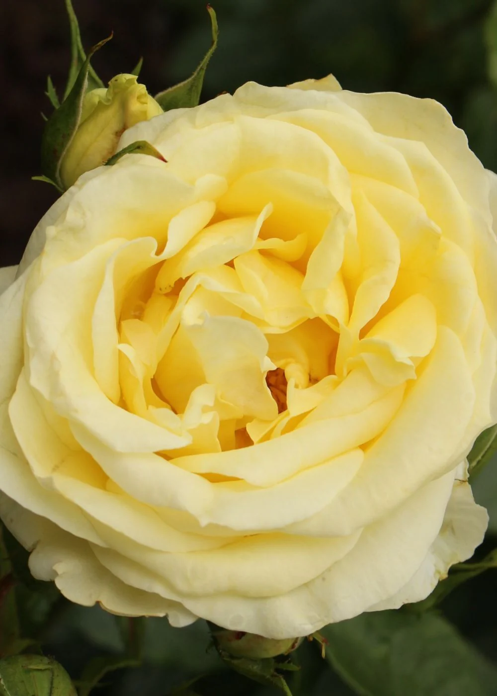 Simply Color Rose Bare Root (Archived) - Image 3