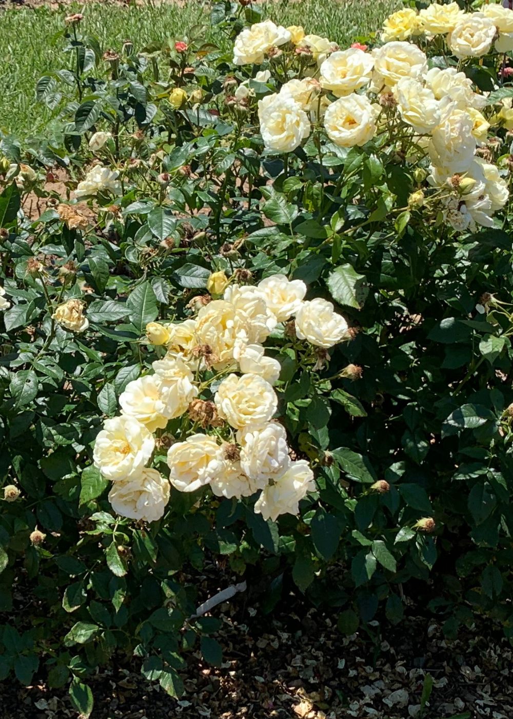 Simply Color Rose Bare Root (Archived) - Image 4