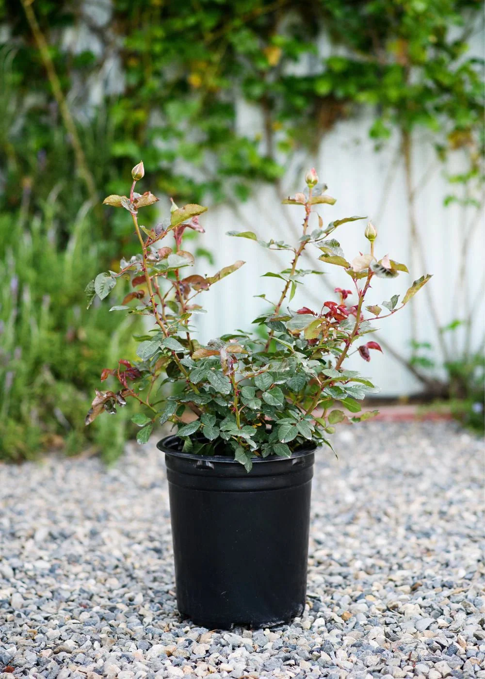 Singin' In The Rain Rose Potted - Image 3