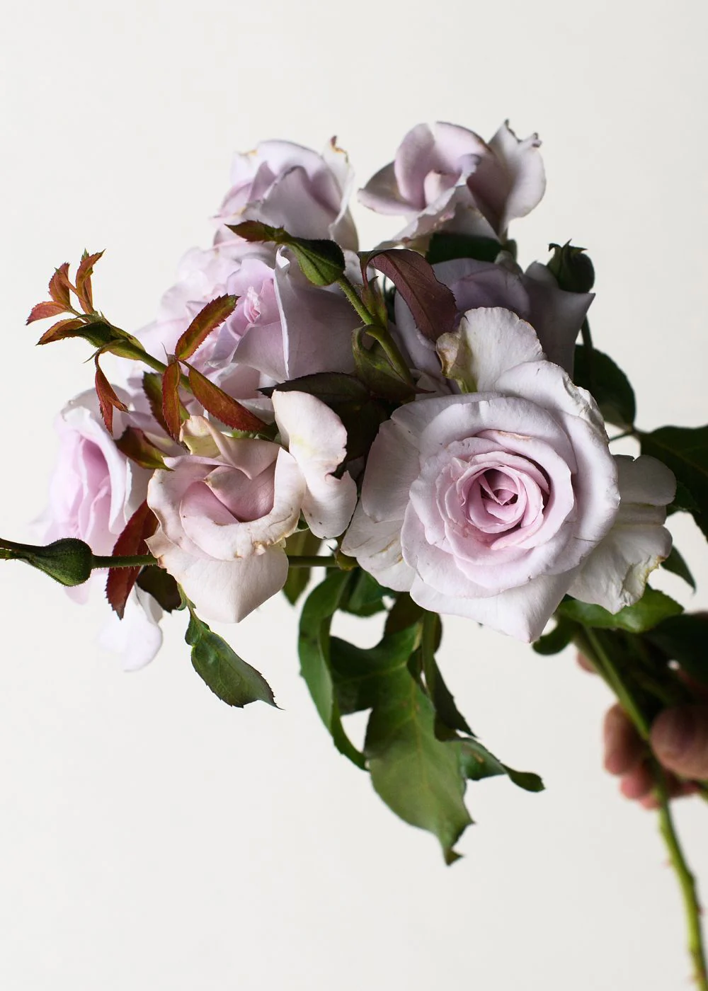 Stainless Steel⢠Rose Bare Root (Archived)