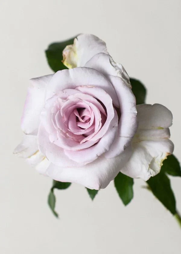 Stainless Steel™ Rose Potted (Archived) - Image 2