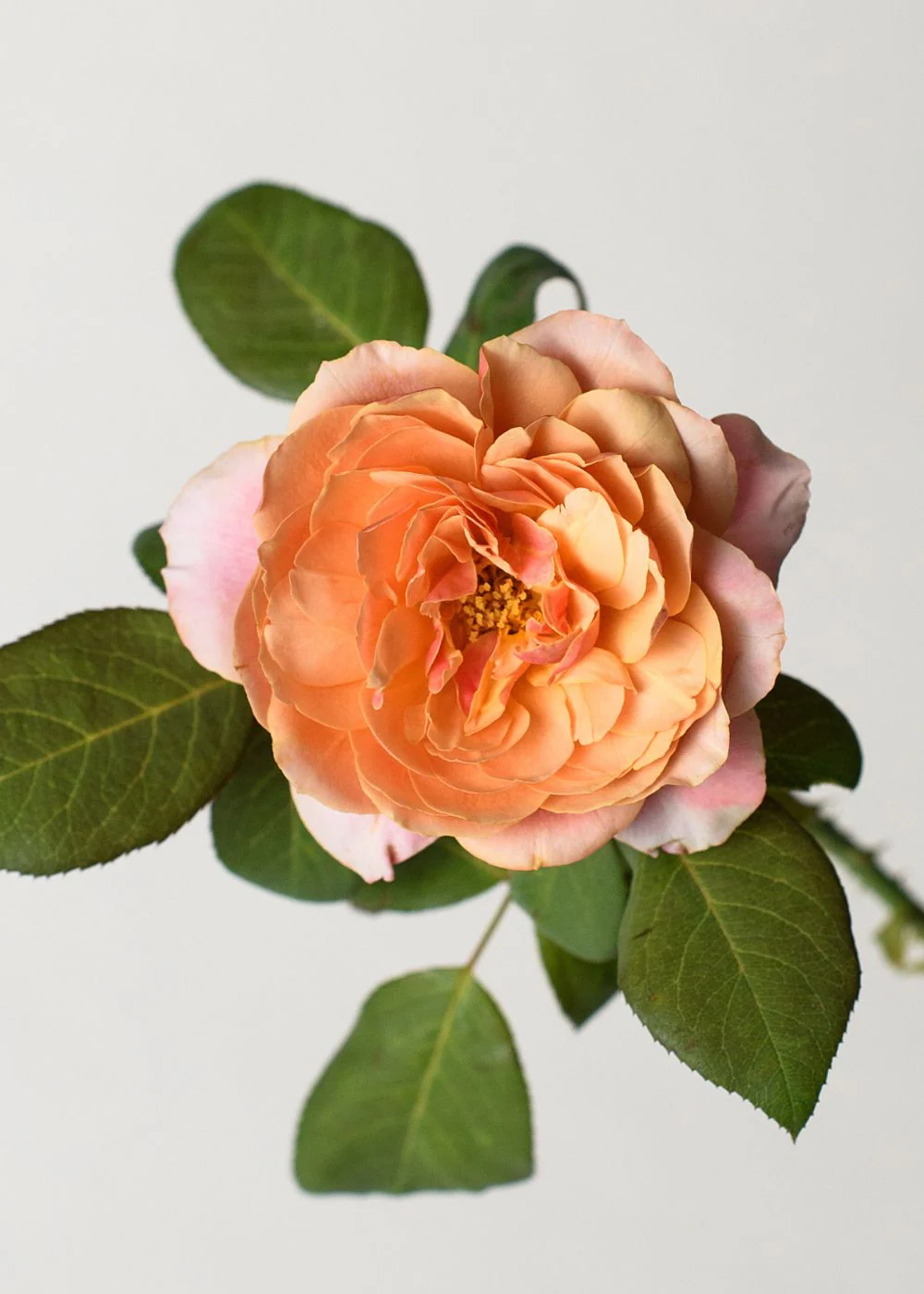 State of Grace⢠Rose Bare Root - Image 3