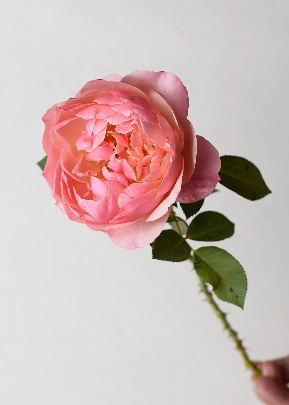 State of Grace⢠Rose Bare Root - Image 4