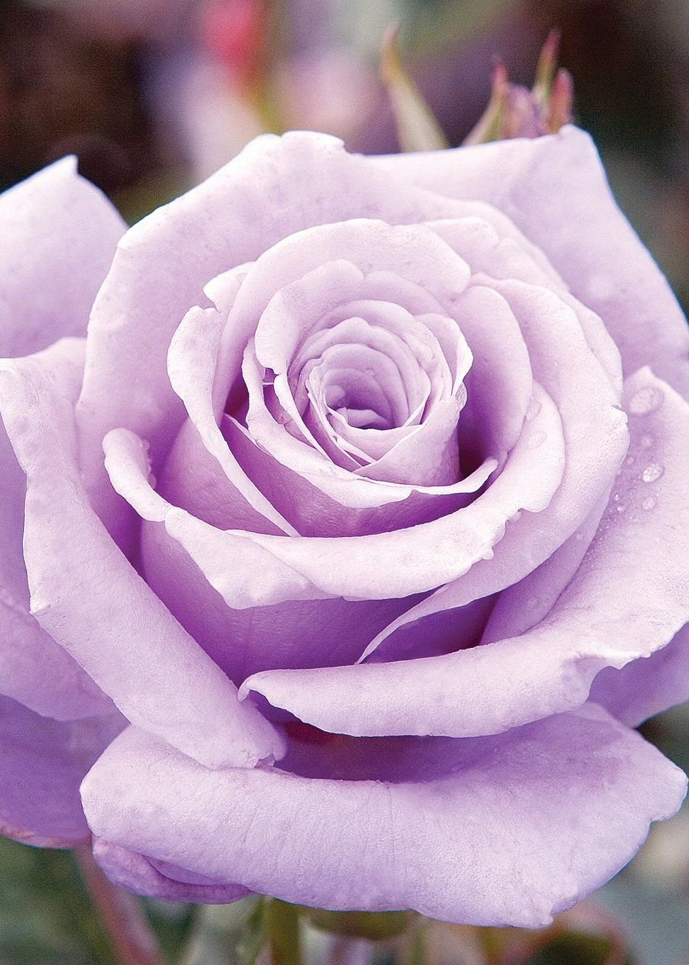 Sterling Silver Rose Bare Root (Archived)