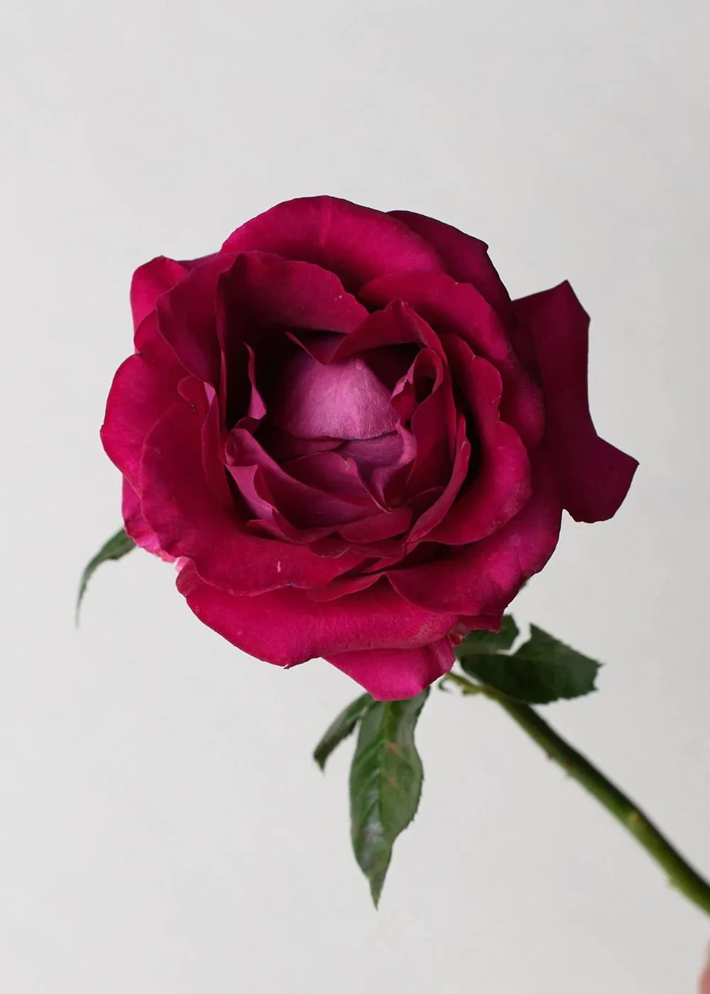 Stiletto™ Rose Potted (Archived)