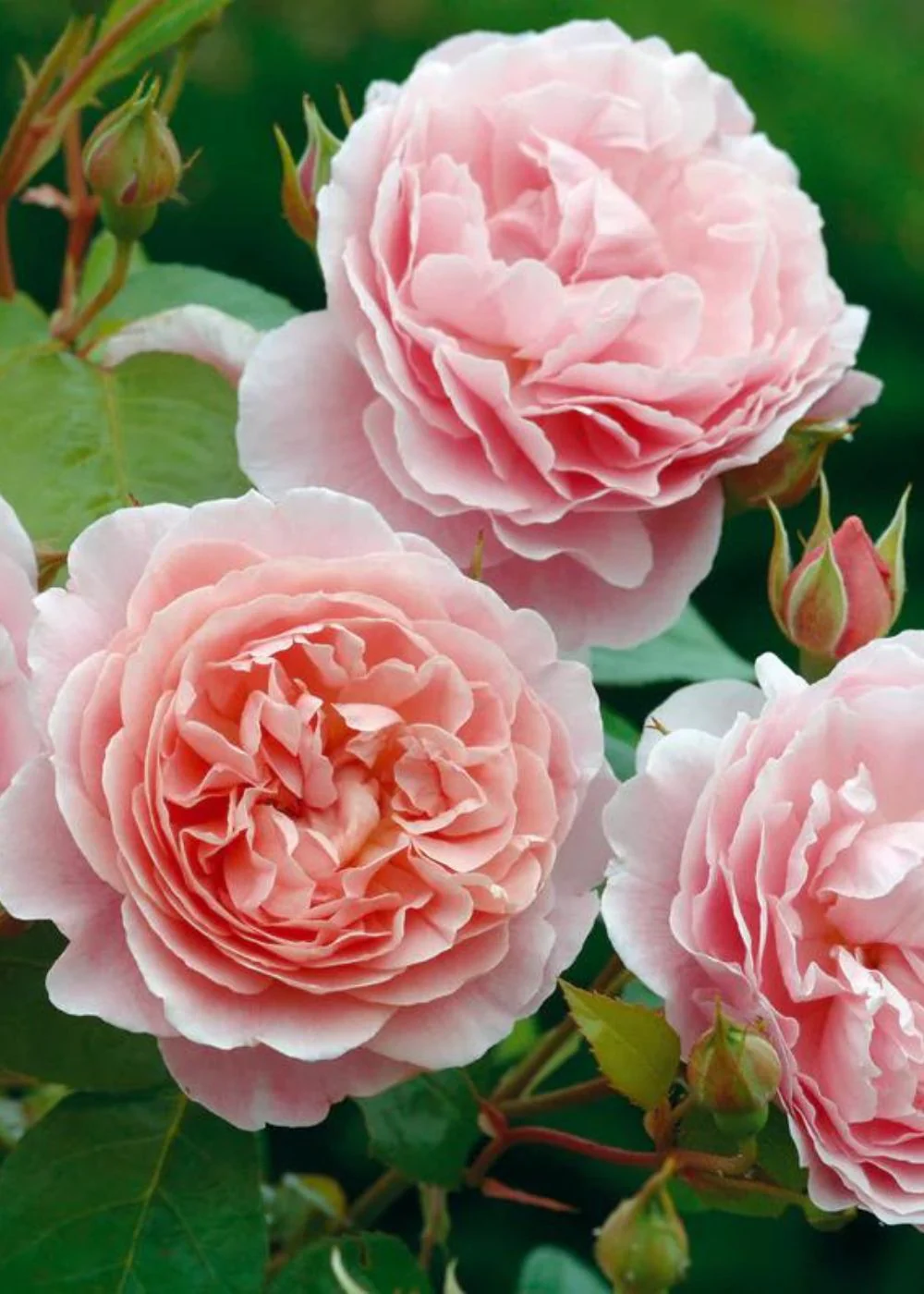 Strawberry Hill Climbing Rose Bare Root (Archived)