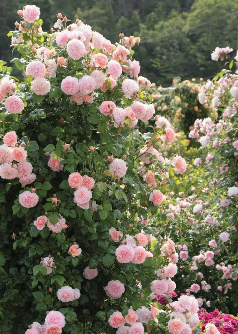 Strawberry Hill Climbing Rose Bare Root (Archived) - Image 2