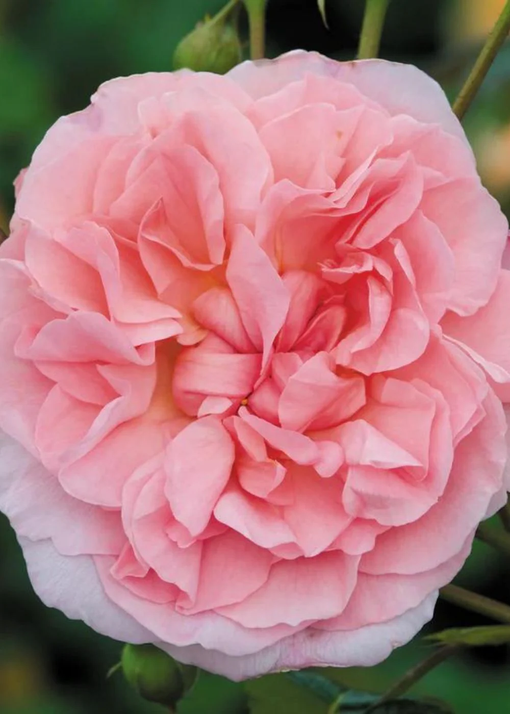 Strawberry Hill Climbing Rose Potted (Archived) - Image 3