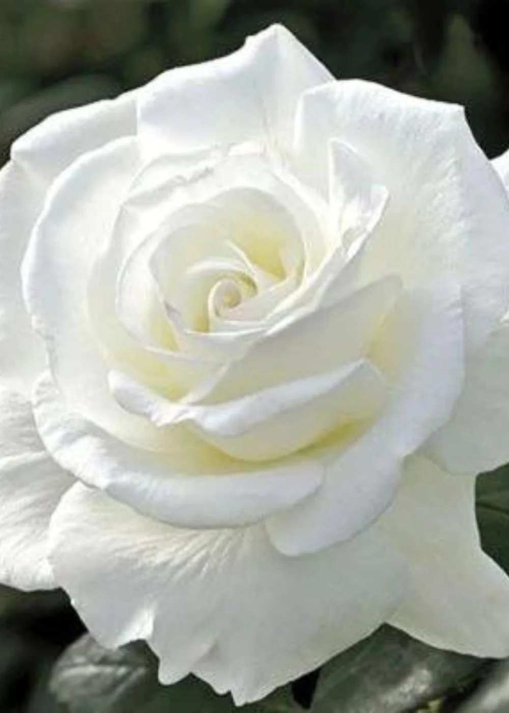 Sugar Moon Rose Bare Root (Archived)