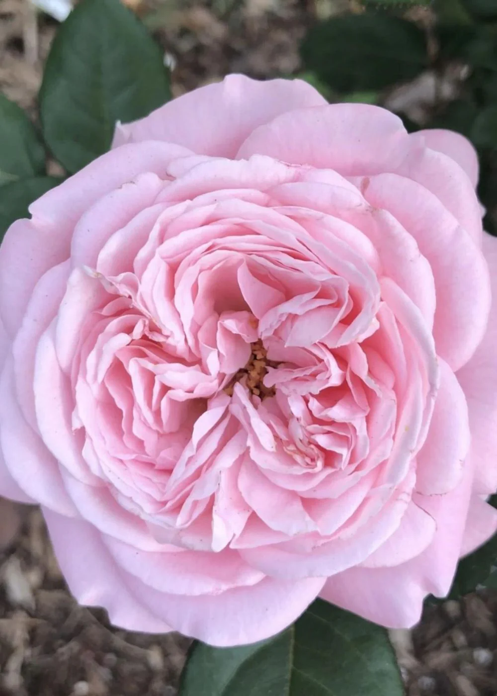 Summer Romance⢠Parfuma® Rose Bare Root (Archived)