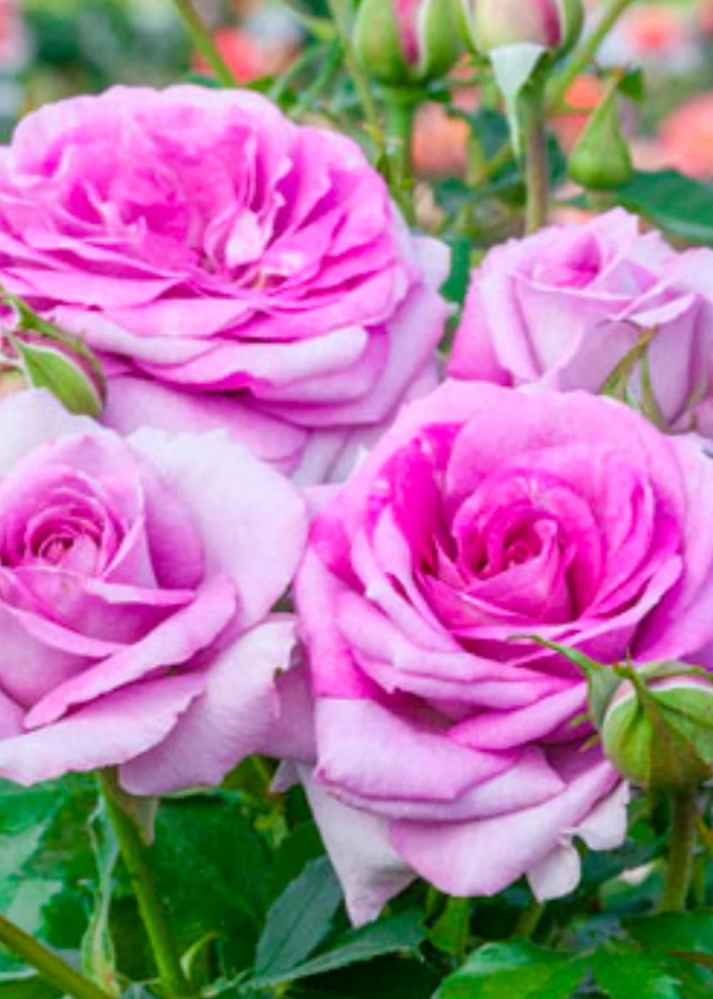 Sweet Madame Blue⢠Rose Potted (Archived)