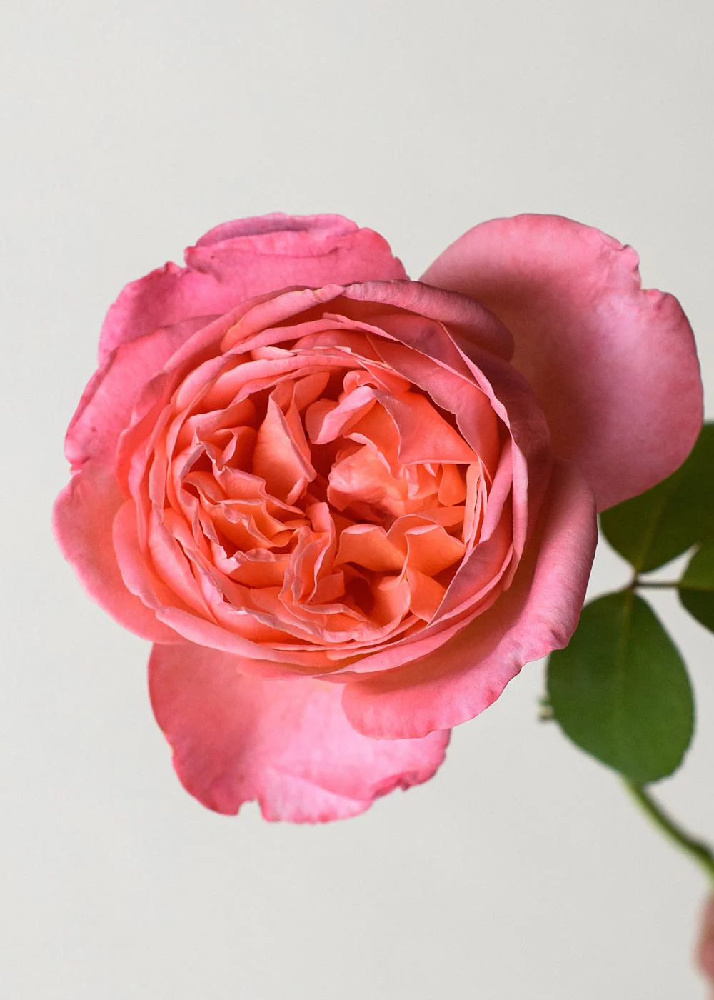 Sweet Mademoiselle™ Rose Bare Root (Archived) - Image 2