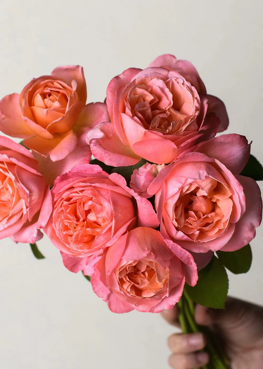 Sweet Mademoiselle⢠Rose Potted (Archived)