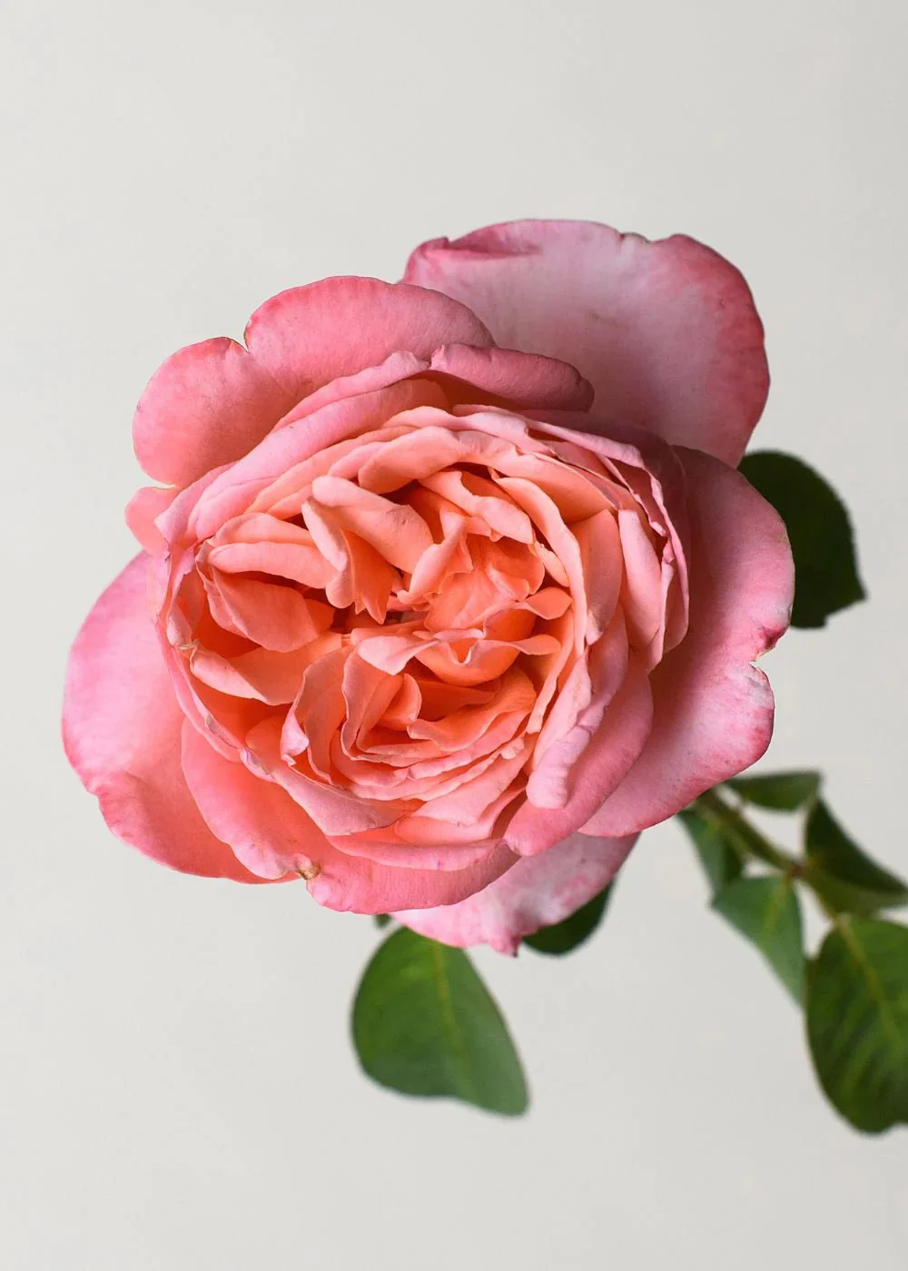 Sweet Mademoiselle⢠Rose Potted (Archived) - Image 3