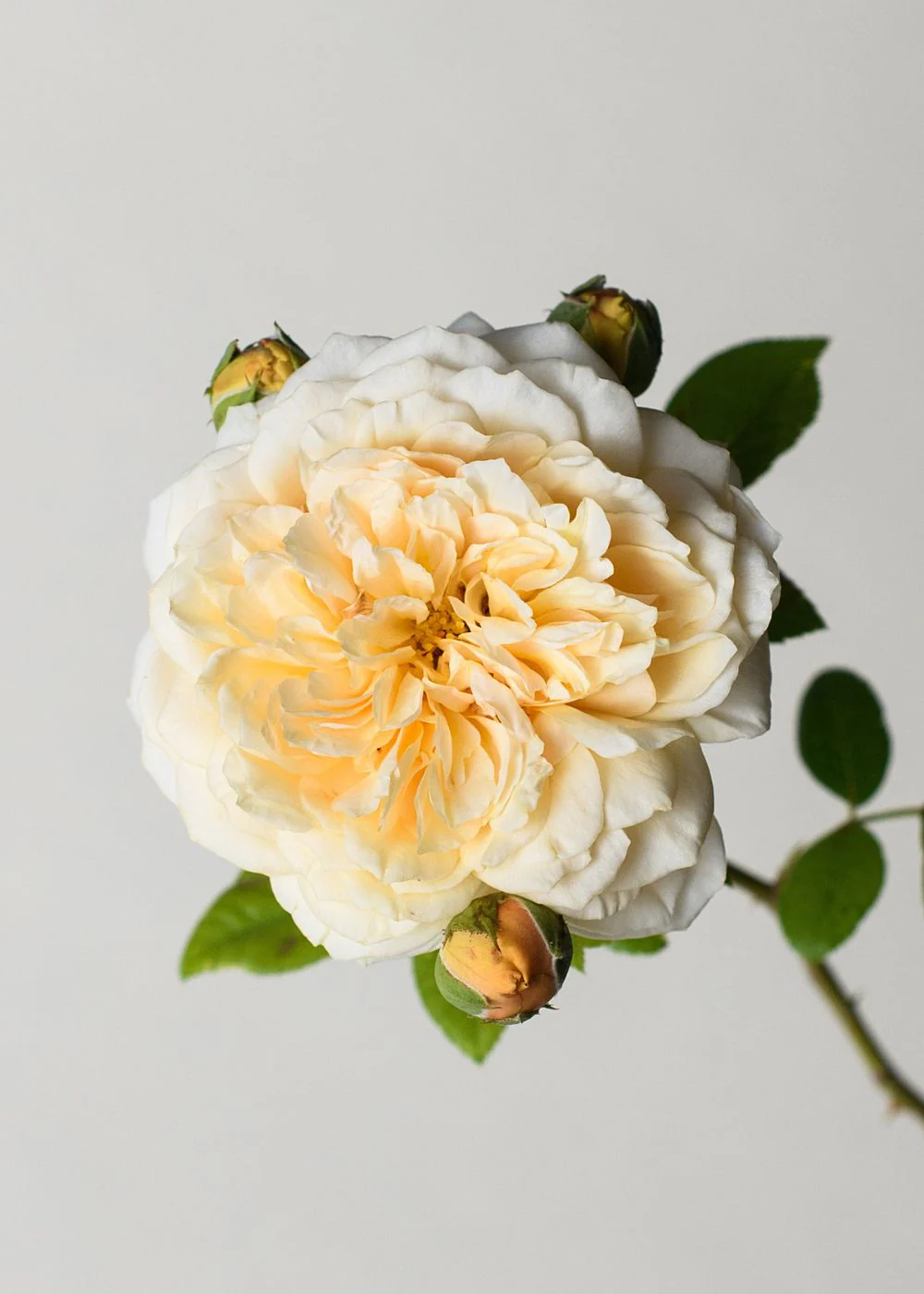 Teasing GeorgiaĀ® Climbing Rose Bare Root (Archived) - Image 2