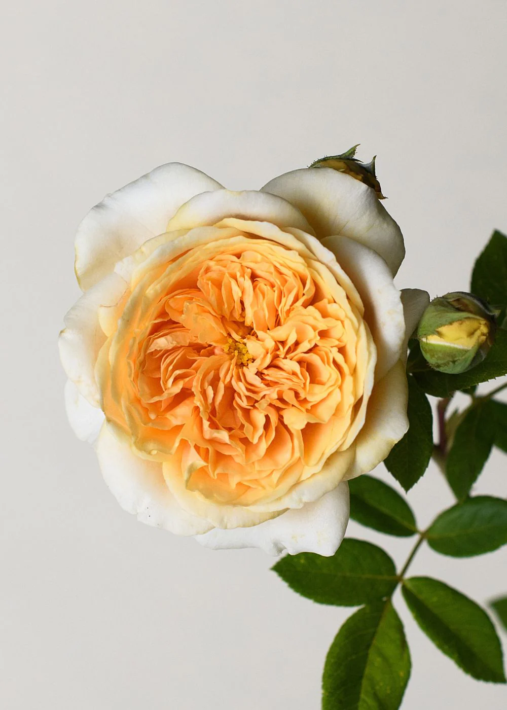 Teasing GeorgiaĀ® Climbing Rose Bare Root (Archived) - Image 3
