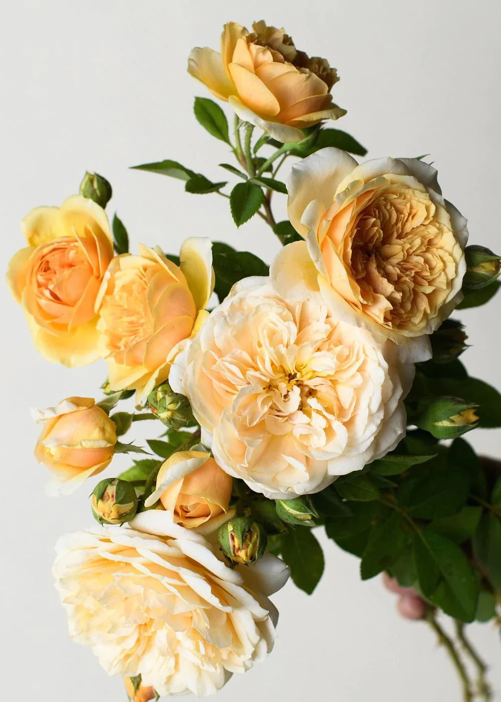 Teasing Georgia® Climbing Rose Potted (Archived)
