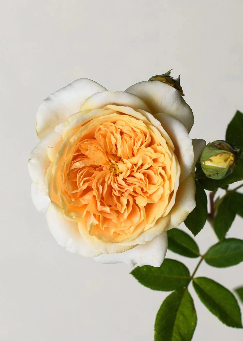 Teasing Georgia® Climbing Rose Potted (Archived) - Image 3