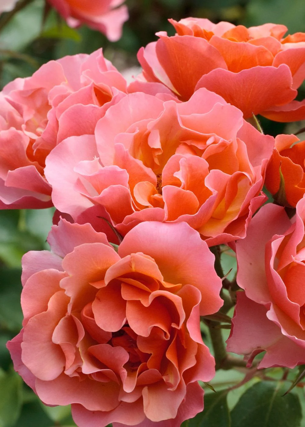 Tequila® Supreme Rose Bare Root (Archived)