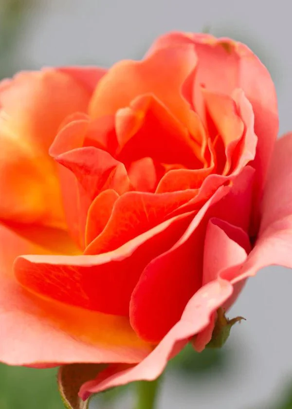 Tequila® Supreme Rose Potted (Archived) - Image 2