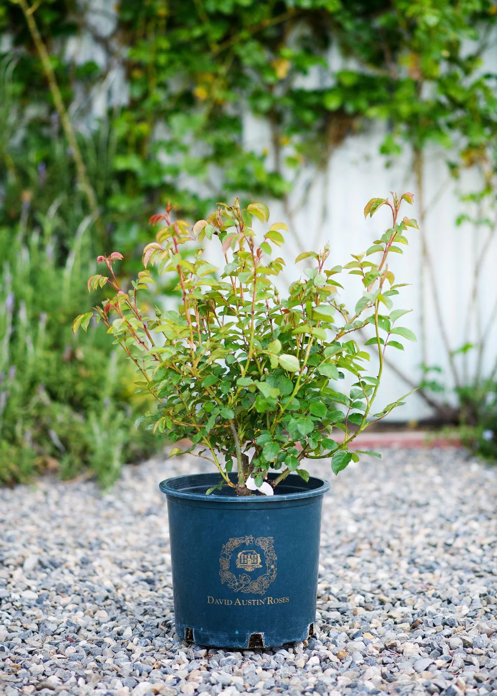 Tess of the d'Ubervilles Climbing Rose Potted - Image 4