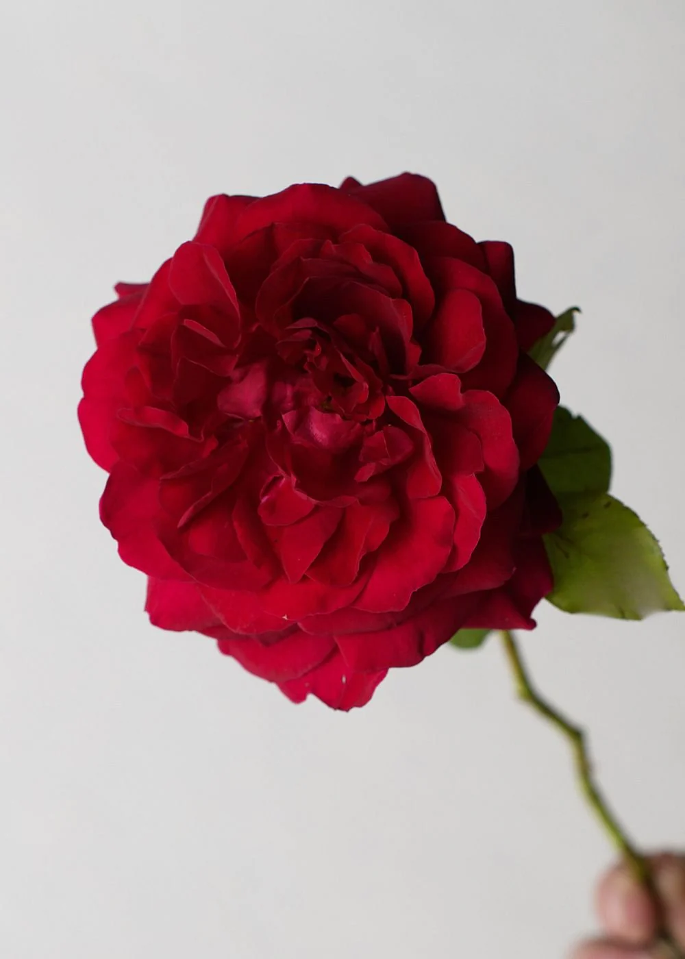 Tess Of The d'UrbervillesĀ® Climbing Rose Bare Root (Archived) - Image 2