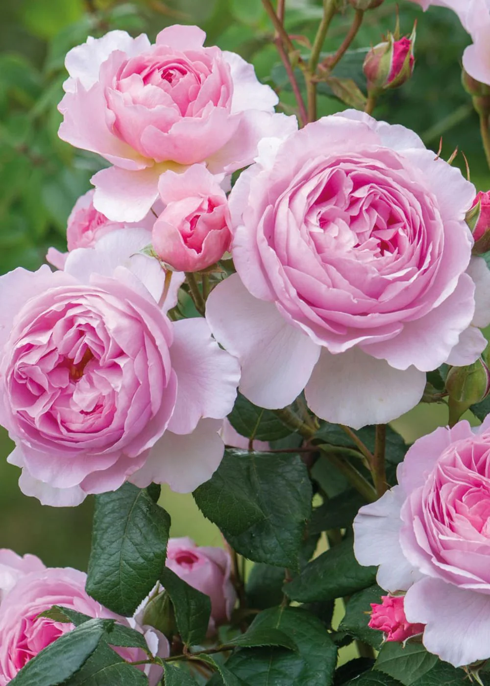 The Ancient Mariner™ Rose Bare Root