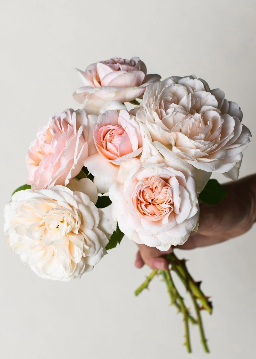 The Lady GardenerĀ® Rose Bare Root (Archived)