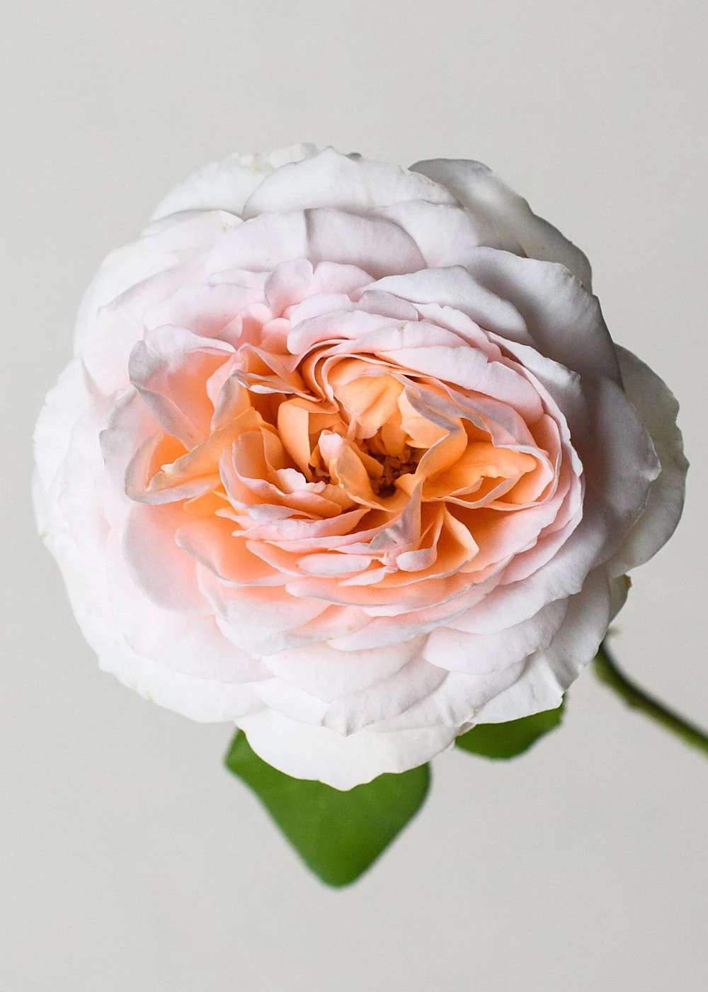 The Lady GardenerĀ® Rose Bare Root (Archived) - Image 2