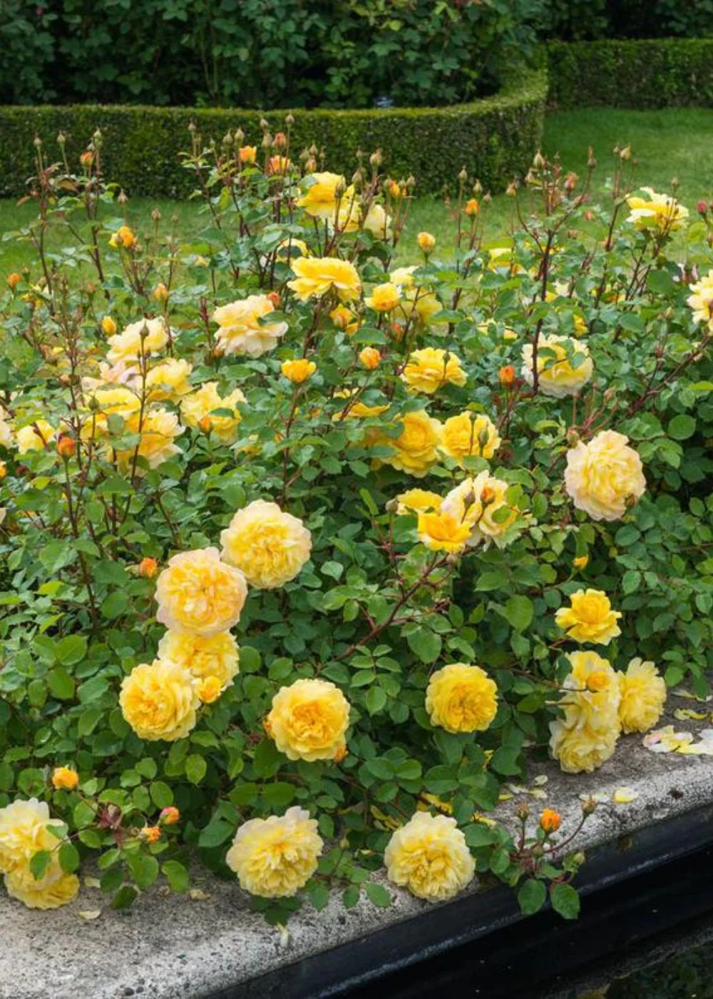 The Poet's Wife Rose Potted - Image 3