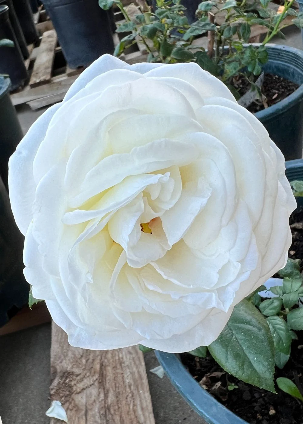 Top Cream™ Rose Bare Root (Archived)