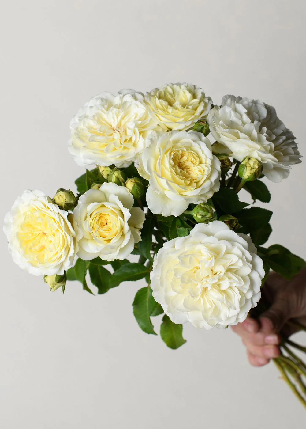 Tranquility Rose Bare Root (Archived)