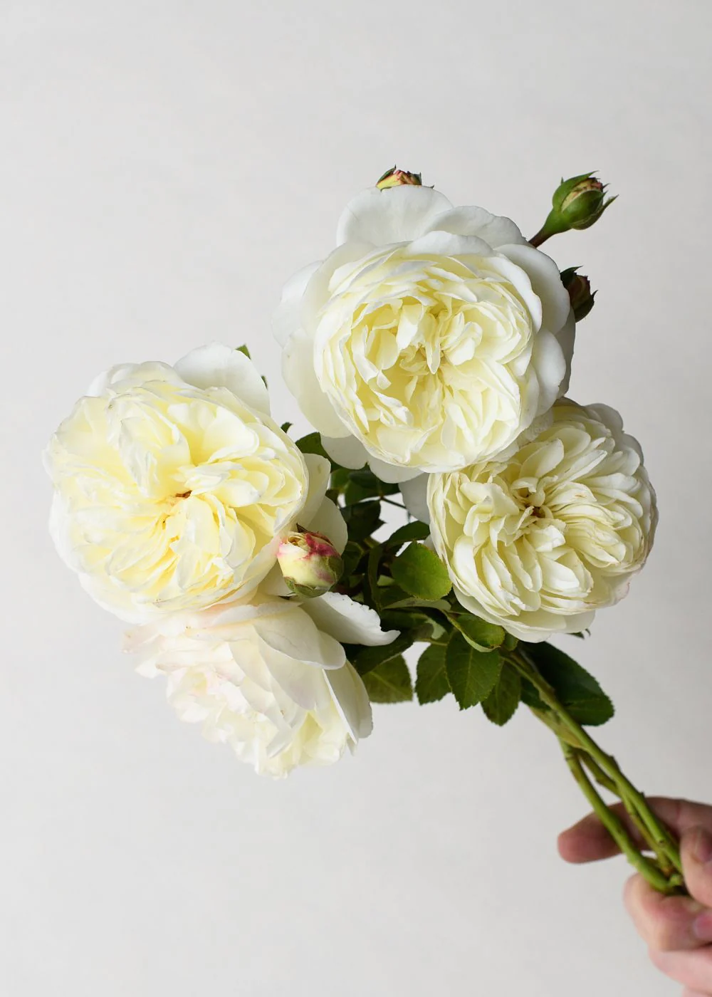 Tranquility Rose Bare Root (Archived) - Image 3