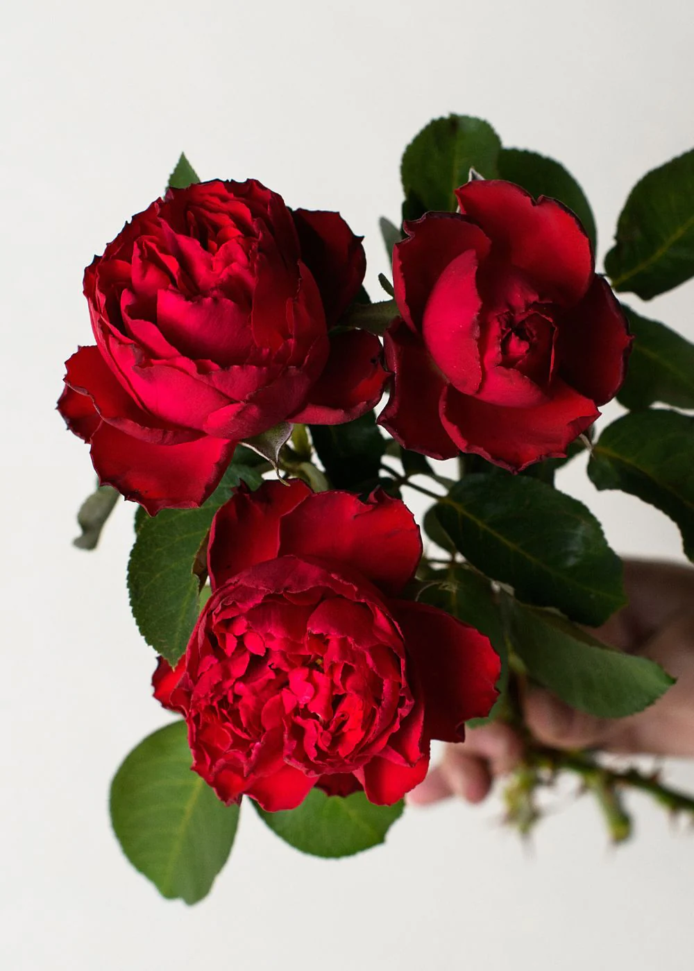 Traviata® Rose Bare Root (Archived)