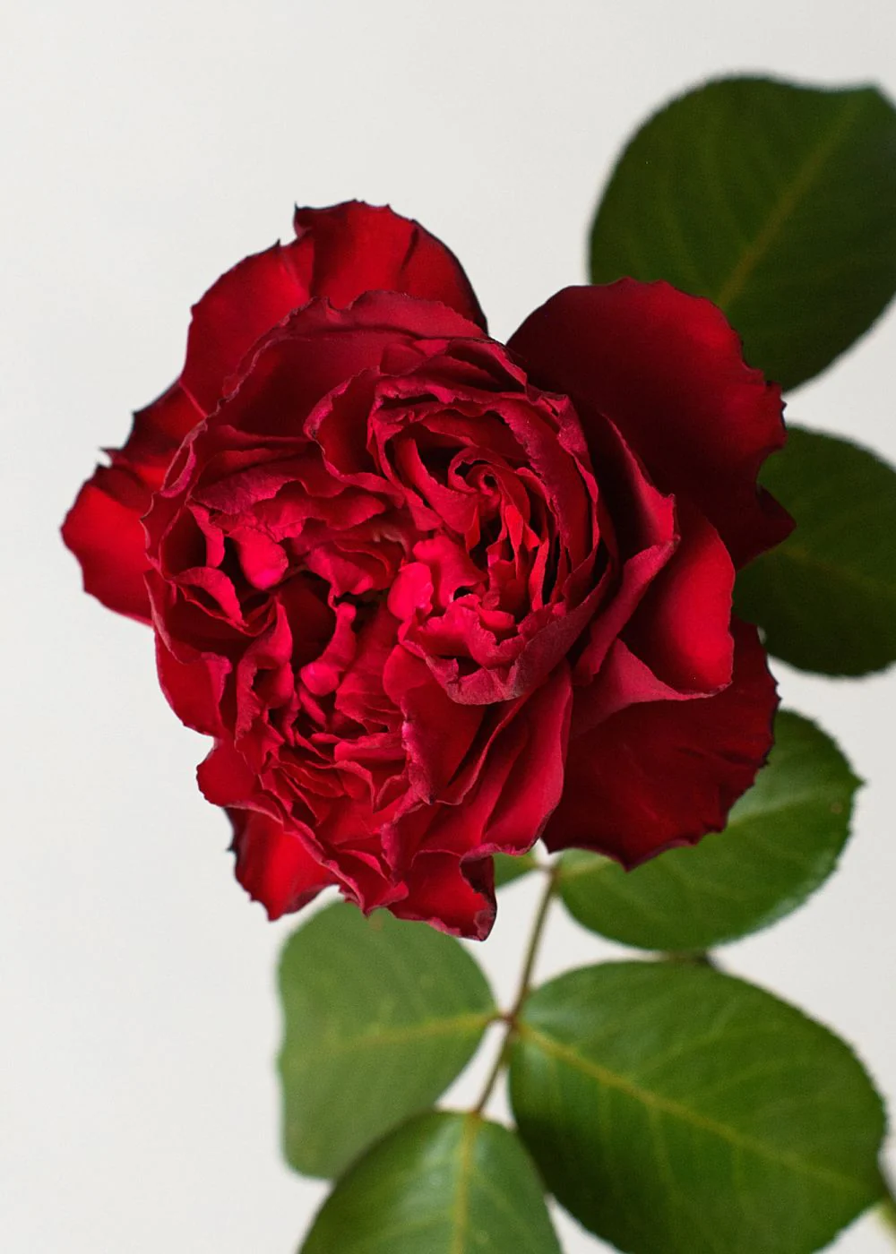 Traviata® Rose Bare Root (Archived) - Image 2