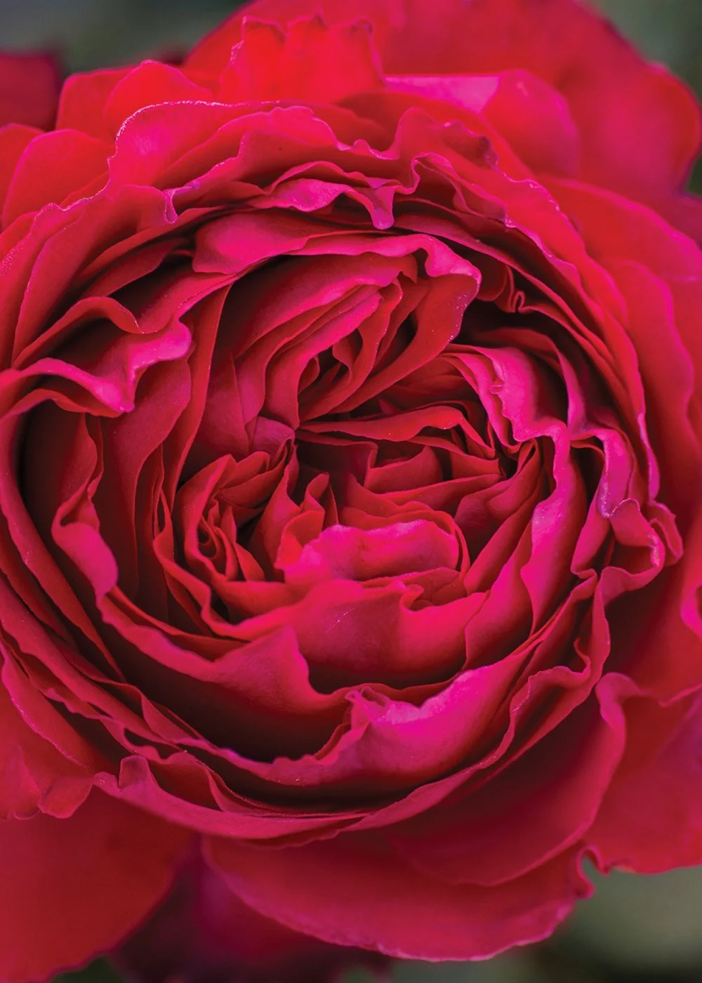 Traviata® Rose Bare Root (Archived) - Image 3