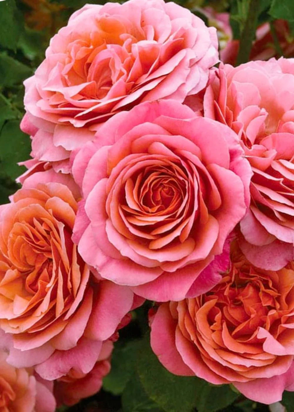Uptown Girl™ Rose Potted (Archived)