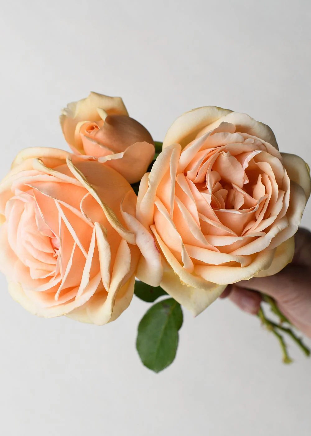 Valencia Rose Bare Root (Archived)