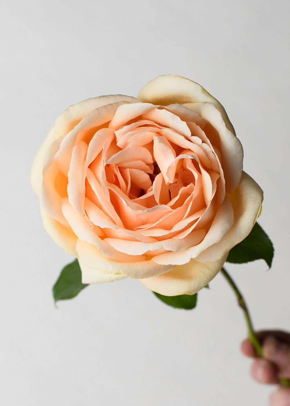 Valencia Rose Bare Root (Archived) - Image 2